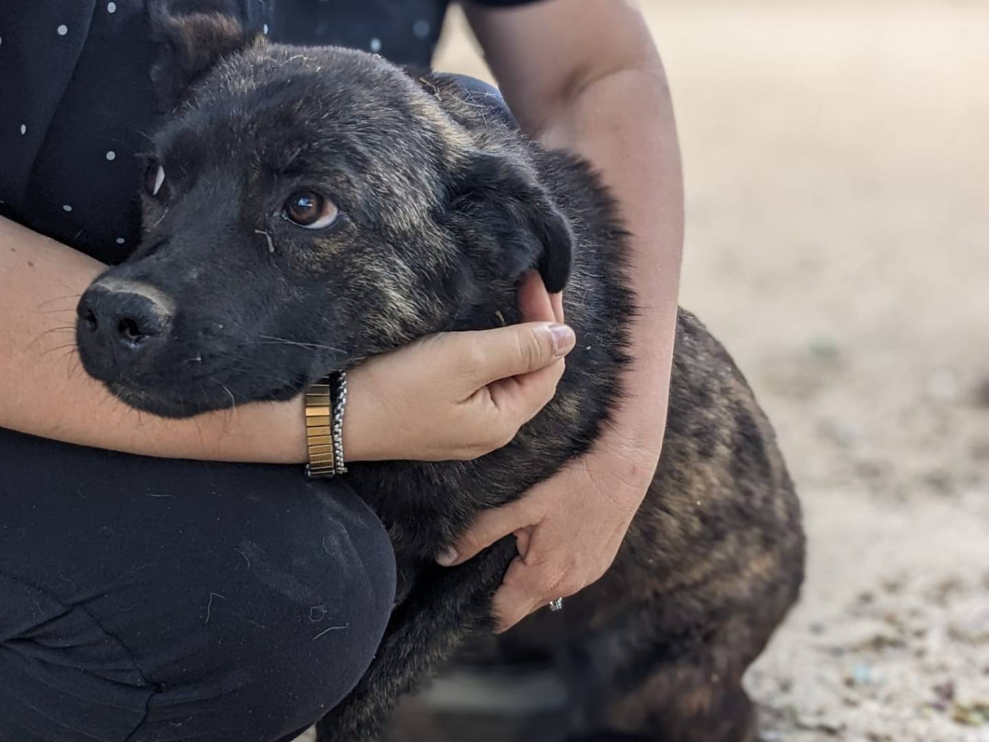 Adotta un cane, taglia media contenuta, femmina, Caserta