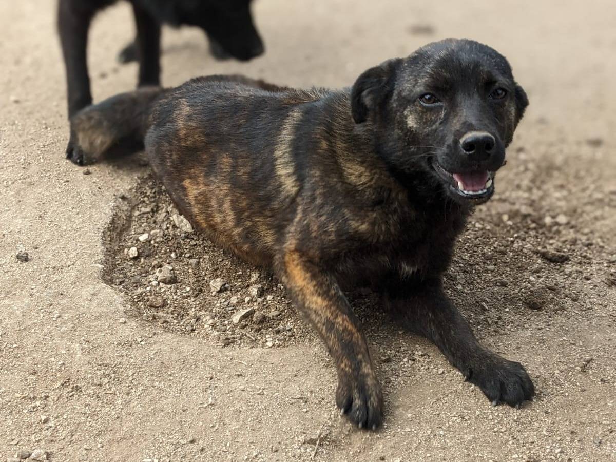 Vuoi adottare un cane a Caserta?