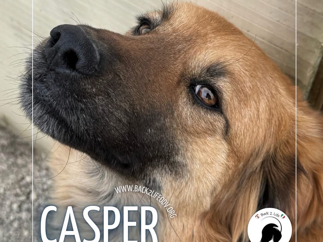 Adotta un cane, maschio, 1 anno e 1 mese, Milano
