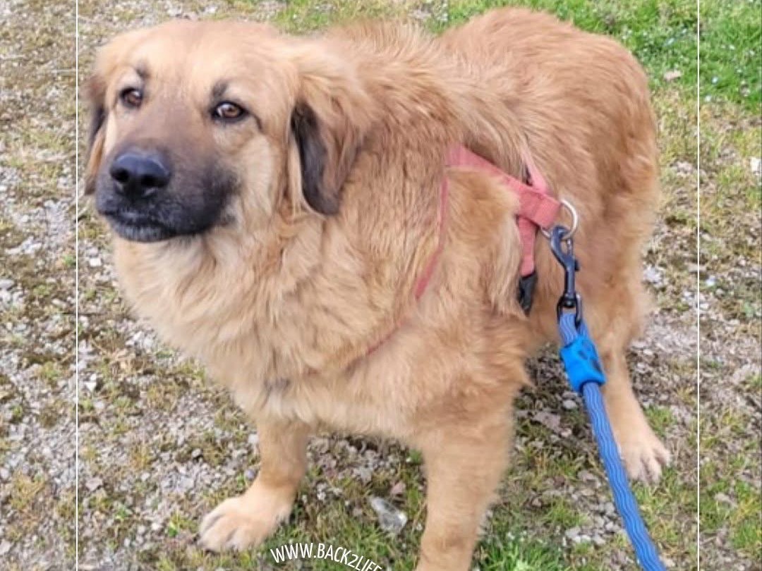 Adotta un cane, taglia media, maschio, Milano