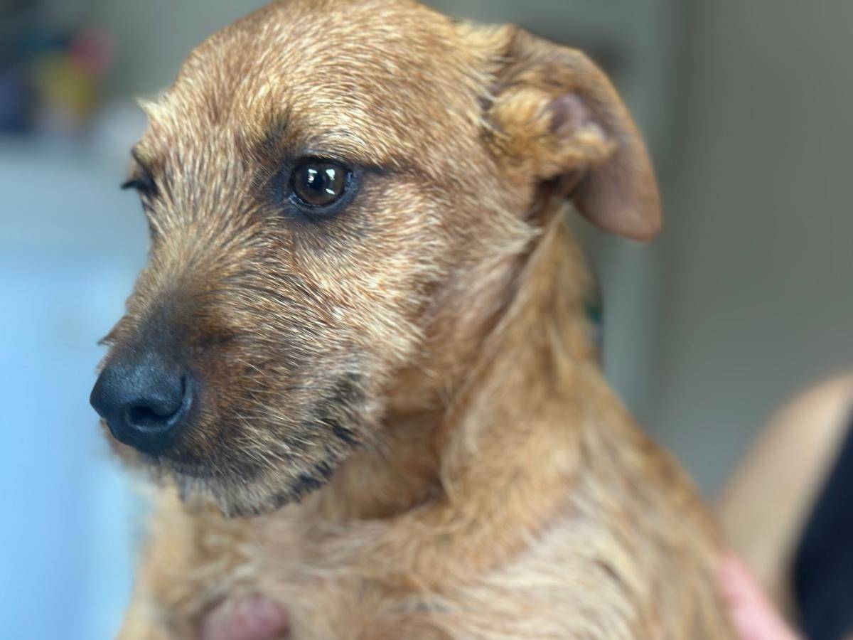 Adotta un cane, maschio, 2 mesi, Genova