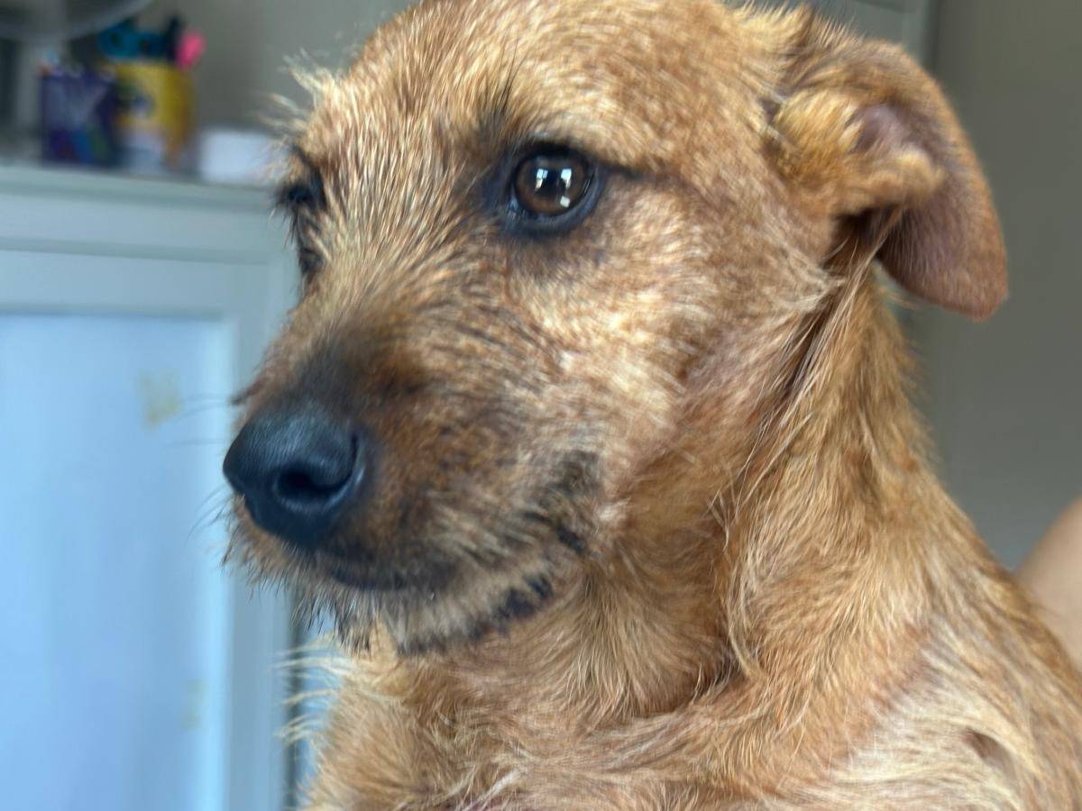 Adotta un cane, taglia media, maschio, Genova