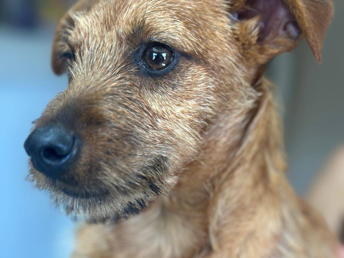 Vuoi adottare un cane a Genova?