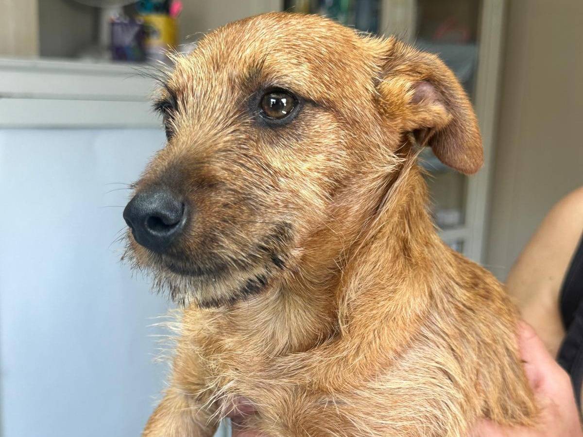 Adotta il cane Paride a Genova