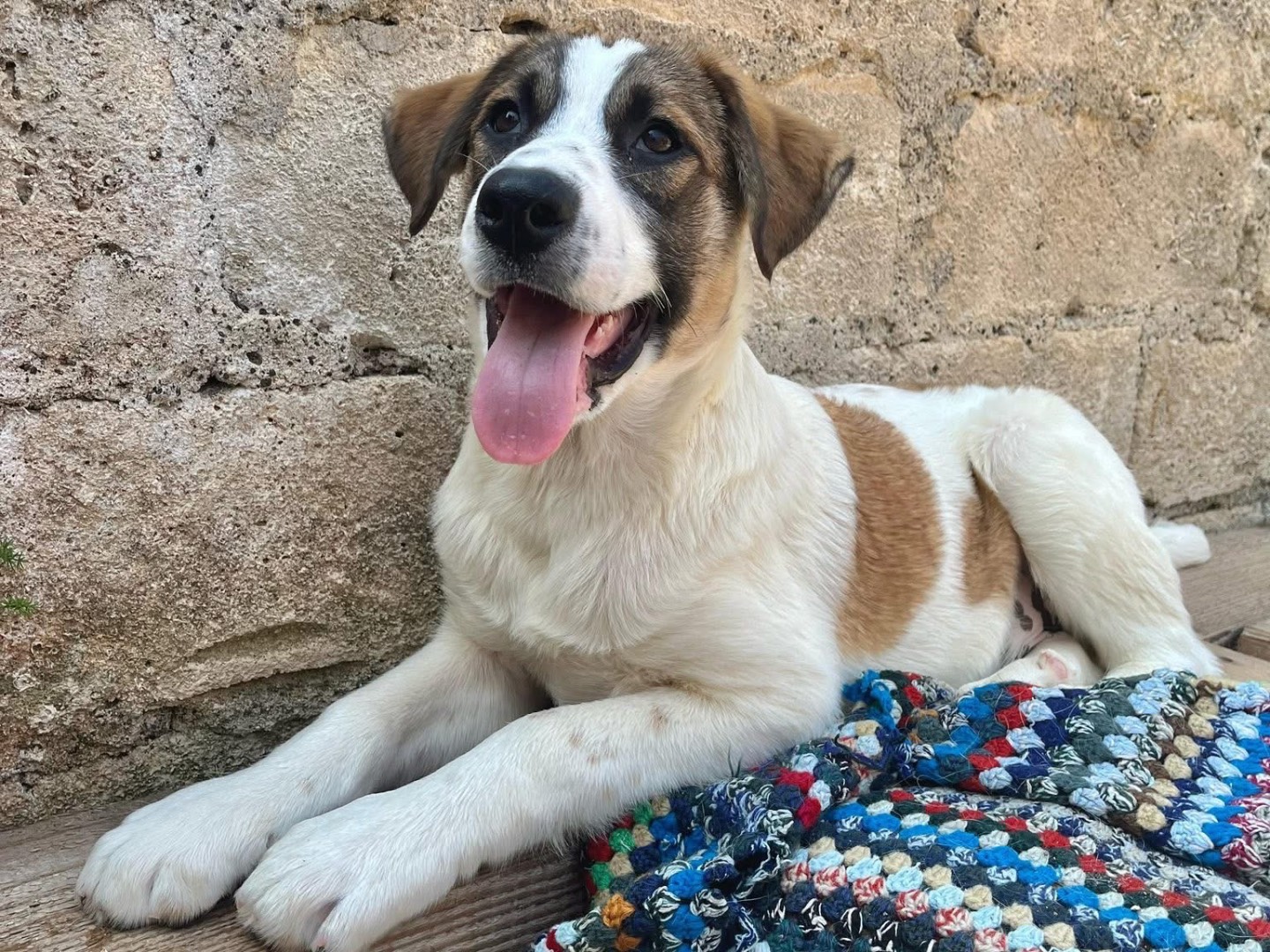 Vuoi adottare un cane a Siracusa?