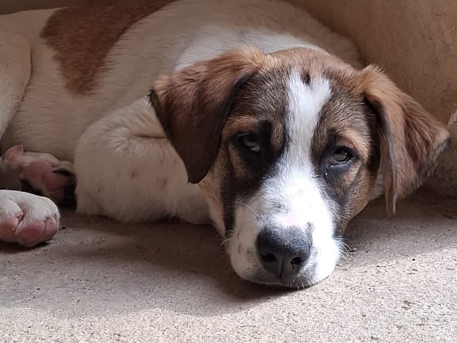 Adotta il cane Loky a Siracusa