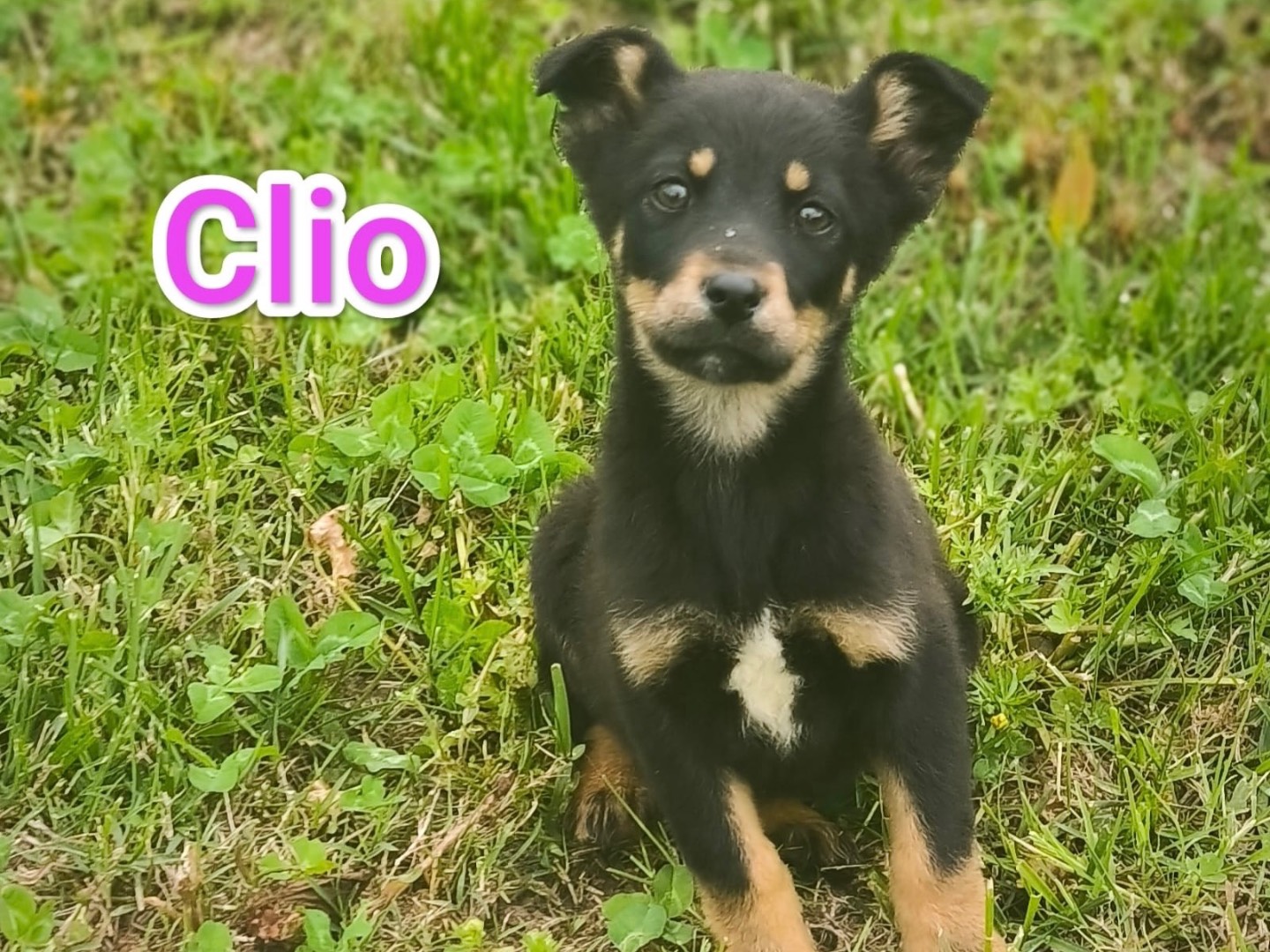 Adozione cane, femmina, Razza sconosciuta Razza sconosciuta, 3 mesi, taglia media contenuta, Cosenza