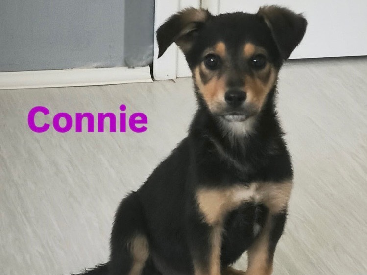 Adotta un cane, femmina, 3 mesi, Cosenza