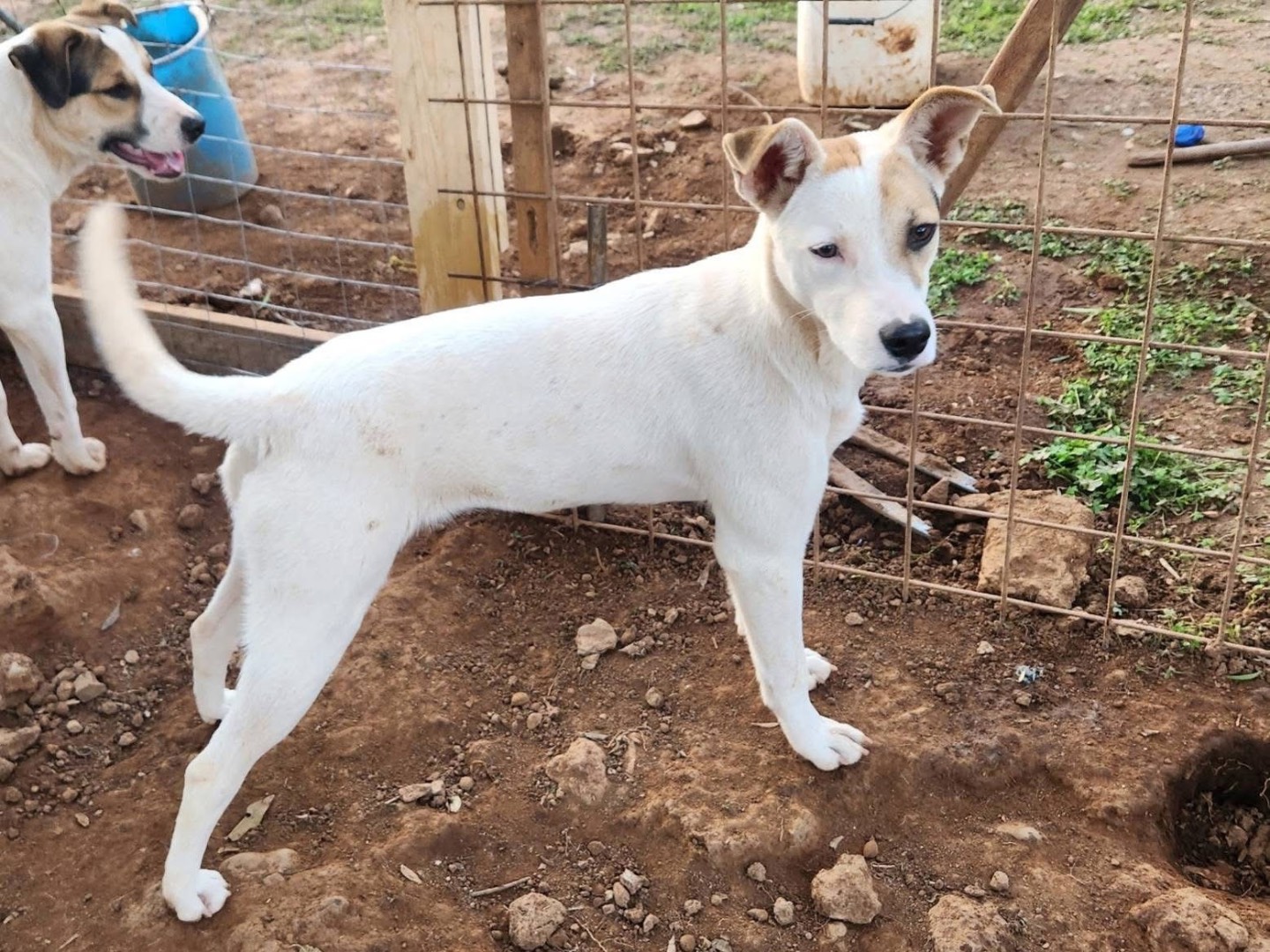 Adotta un cane, femmina, 10 mesi, Cosenza