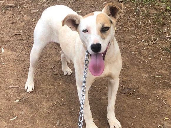 Adotta un cane, taglia media contenuta, femmina, Cosenza