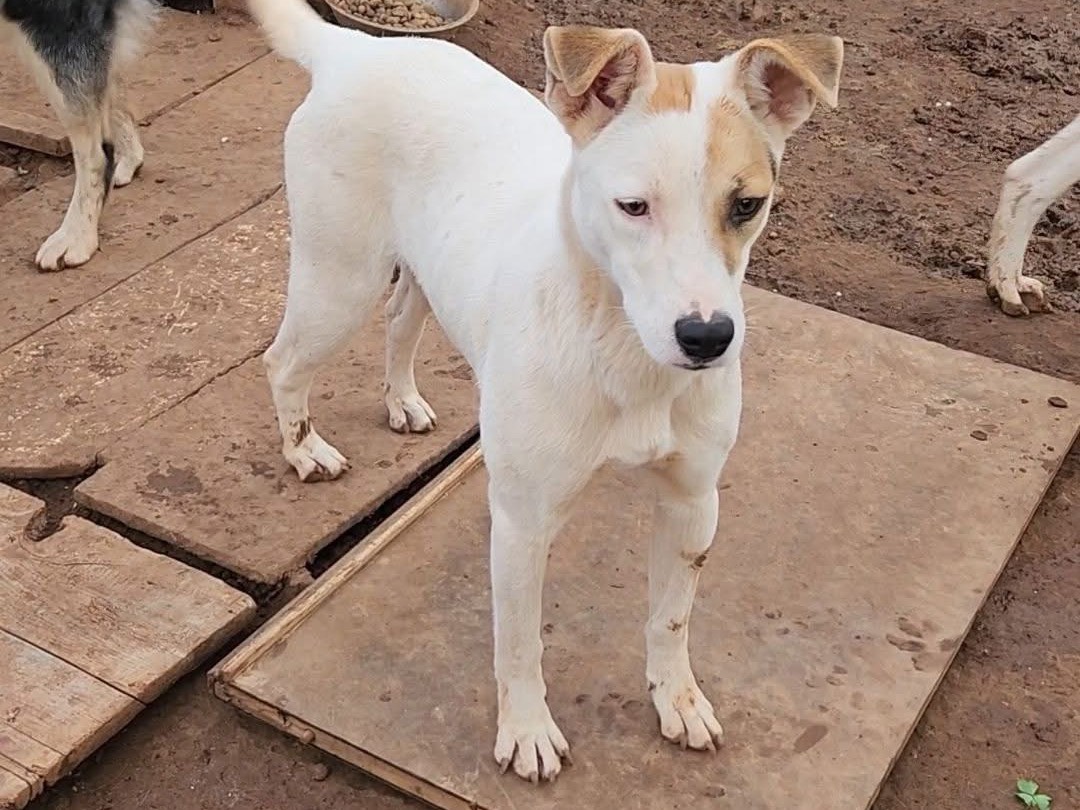 Vuoi adottare un cane a Cosenza?