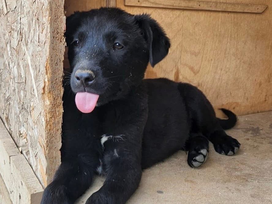 Adotta un cane, maschio, 4 mesi, Cosenza