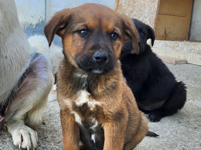 Foto dell'animale