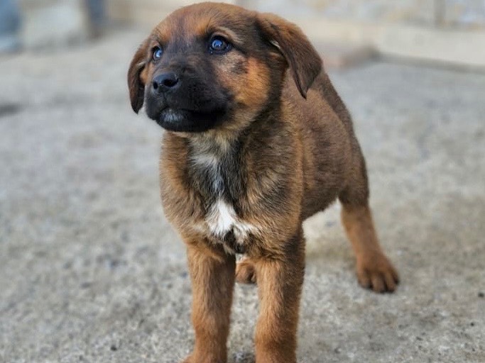 Adotta un cane, maschio, 4 mesi, Cosenza