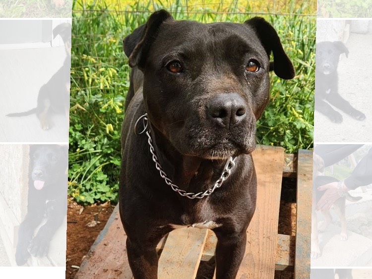Adozione cane, femmina, Pitbull Razza sconosciuta, 2 anni  e 4 mesi , taglia media, Cosenza