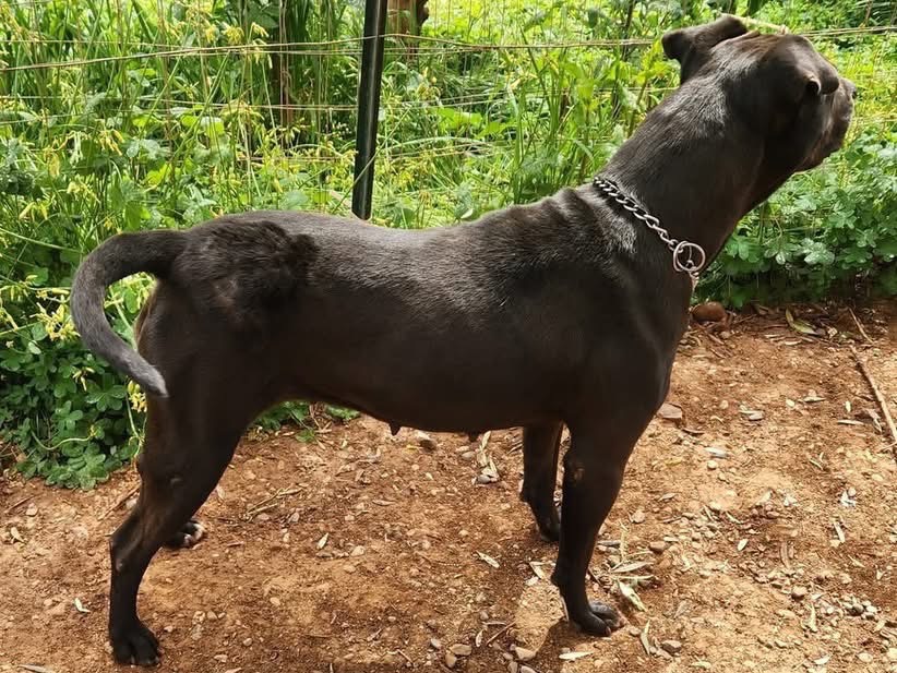Adotta un cane, femmina, 2 anni  e 4 mesi , Cosenza