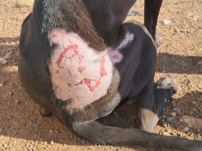 Adotta un cane, taglia media, femmina, Cosenza