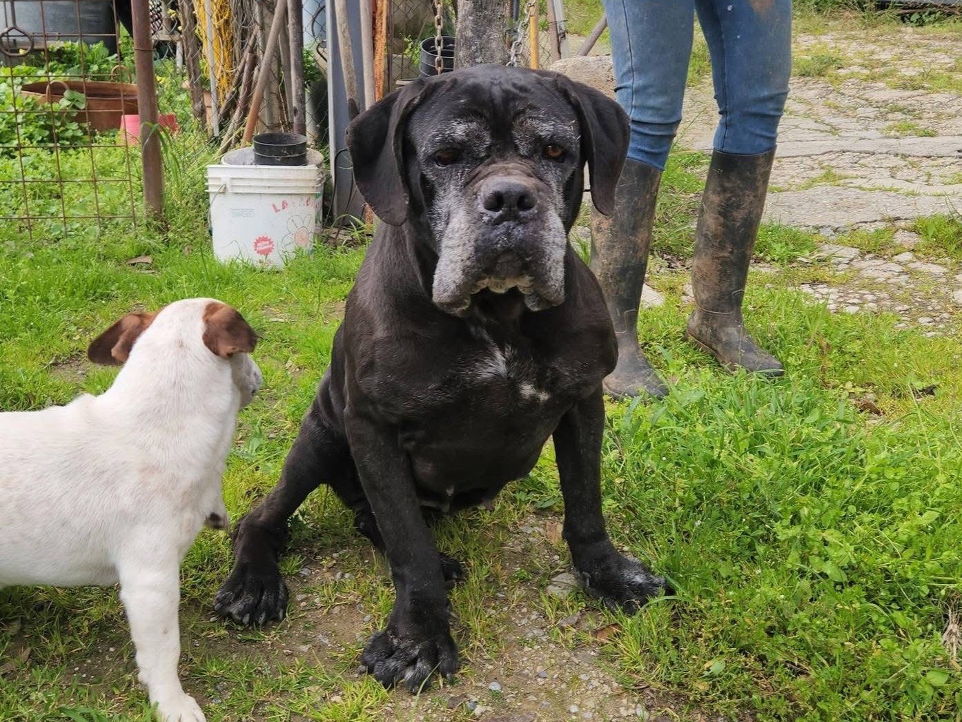 Adozione cane, femmina, Corso Razza sconosciuta, 8 anni  e 11 mesi , taglia media, Cosenza