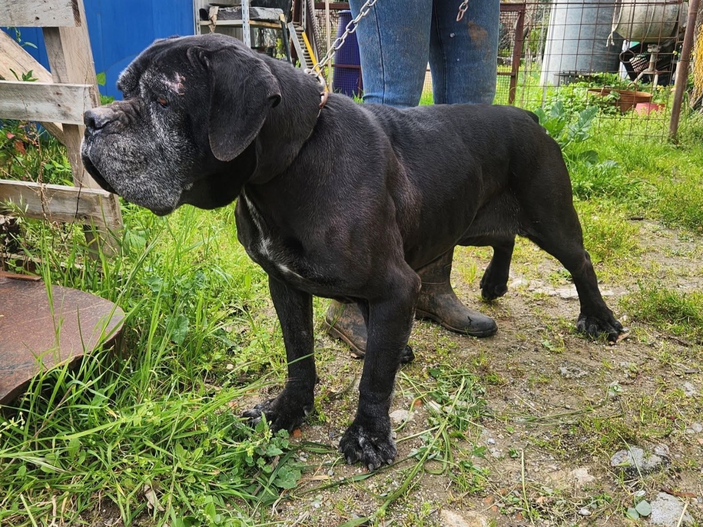 Adotta un cane, femmina, 8 anni  e 11 mesi , Cosenza