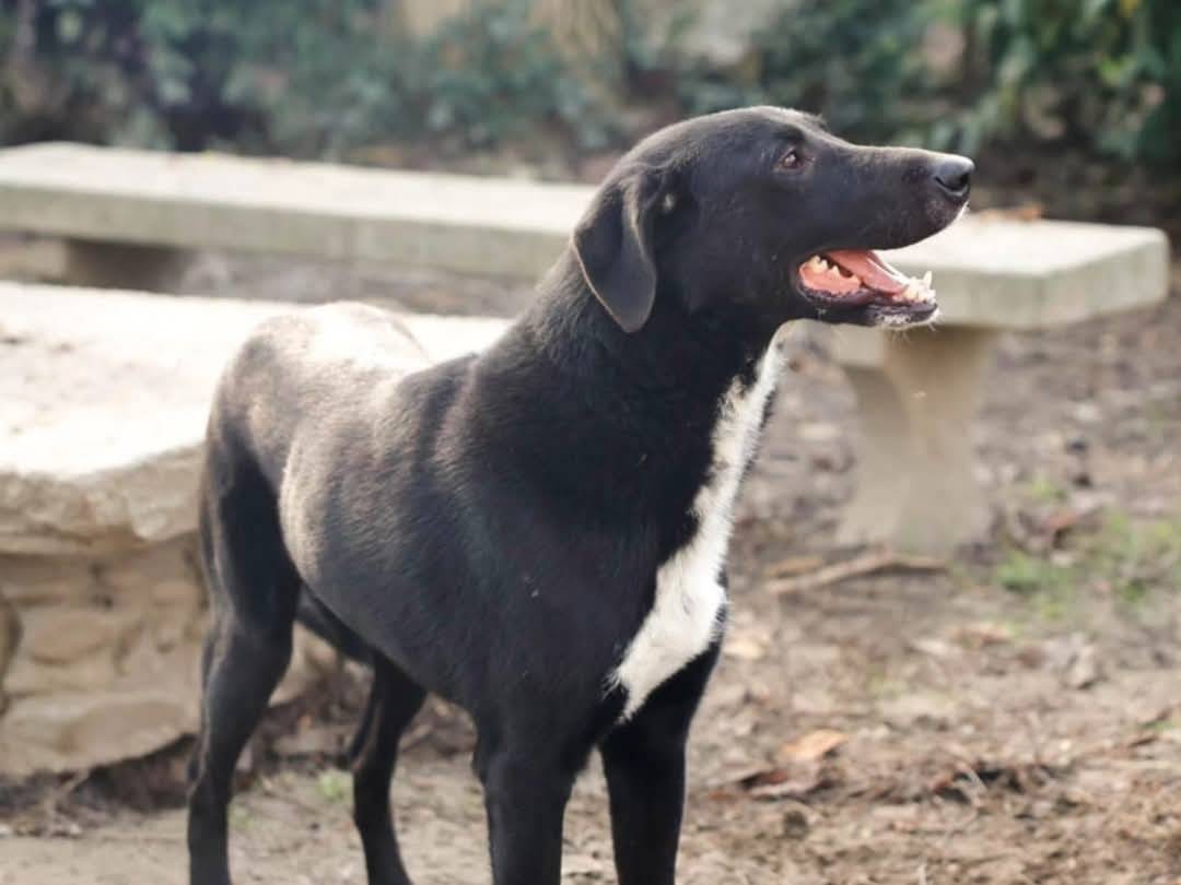 Adotta un cane, maschio, 1 anno e 11 mesi , Torino