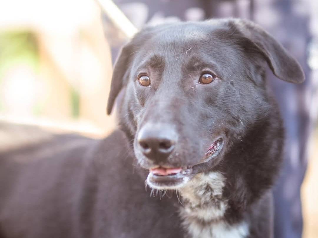 Vuoi adottare un cane a Torino?