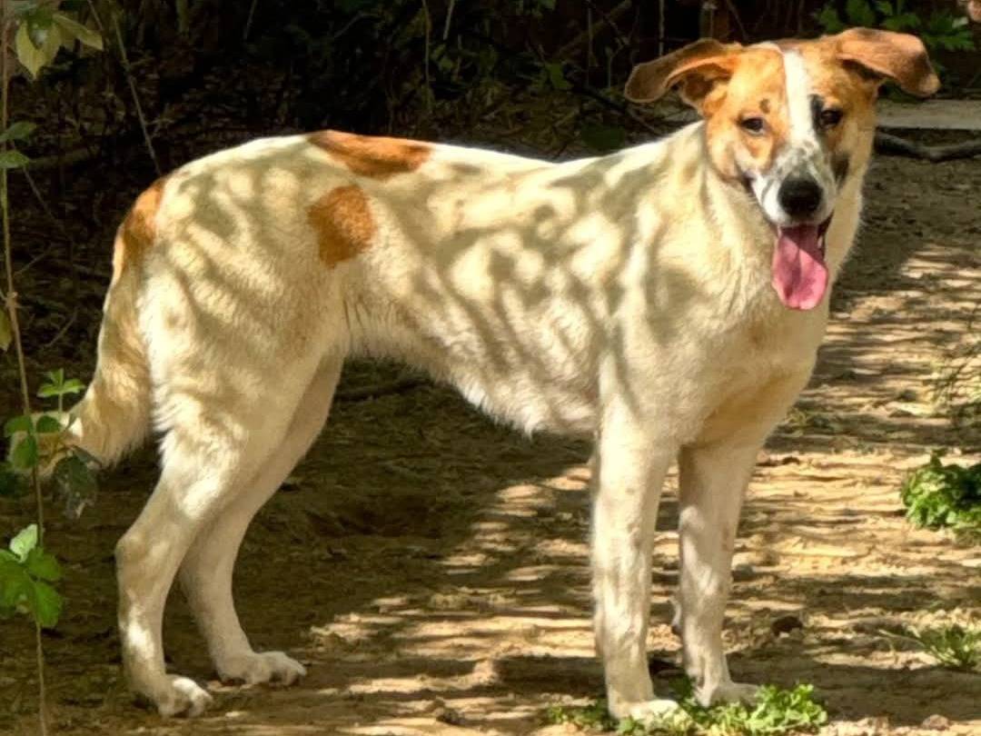 Adotta un cane, femmina, 11 mesi, Torino
