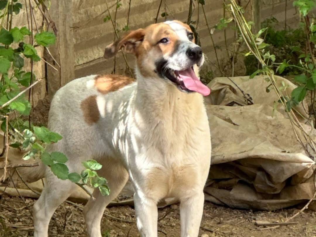 Adotta un cane, taglia media, femmina, Torino