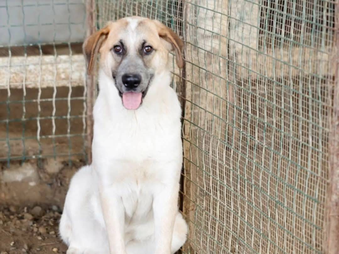 Foto dell'animale