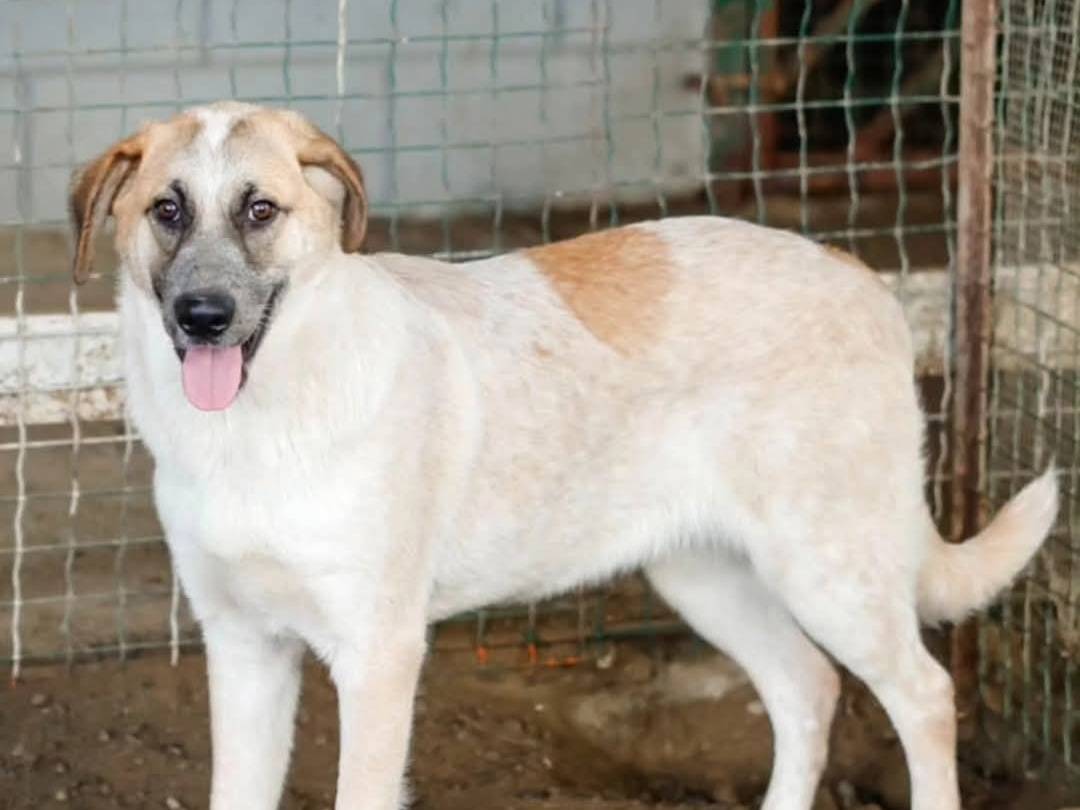 Adotta un cane, maschio, 11 mesi, Torino
