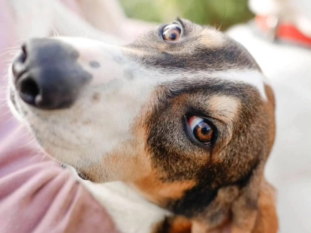 Foto dell'animale