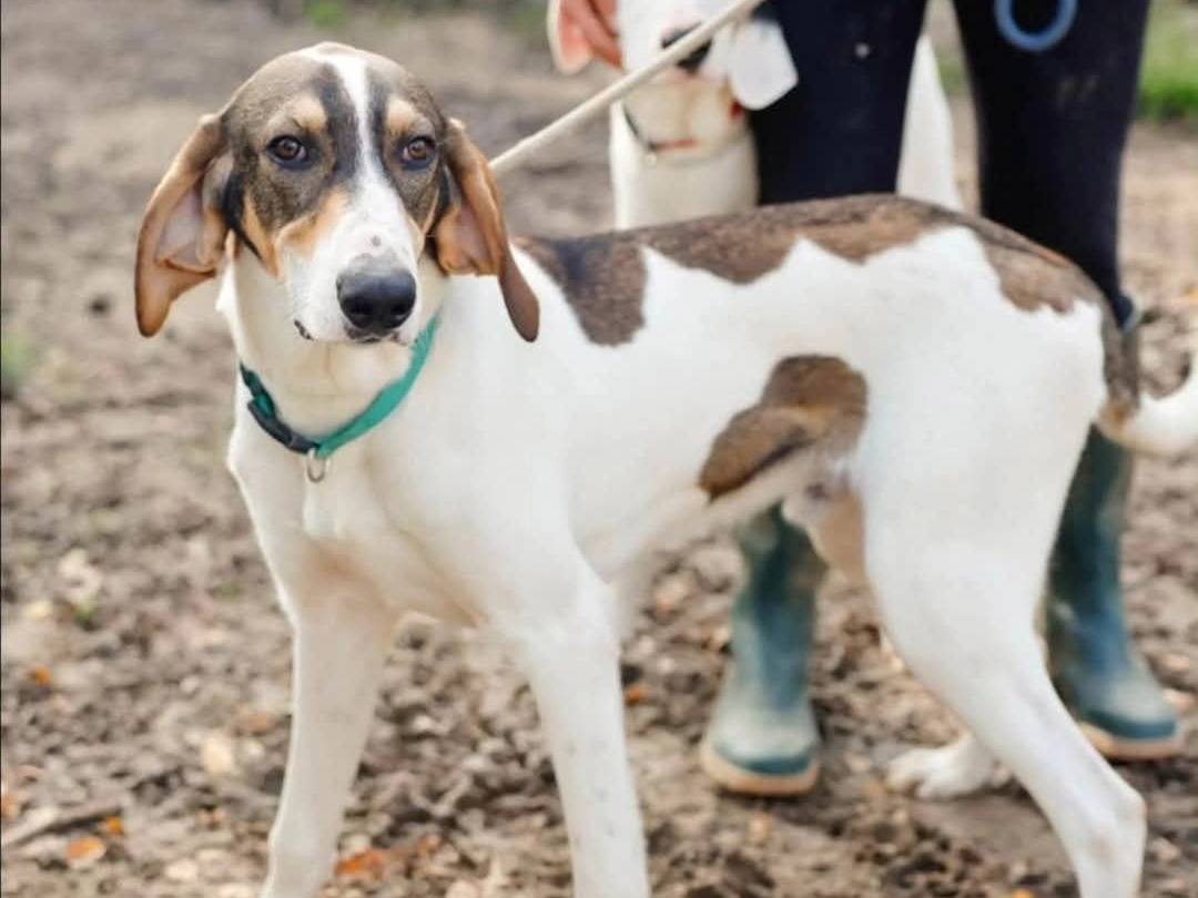 Adotta un cane, maschio, 1 anno, Torino