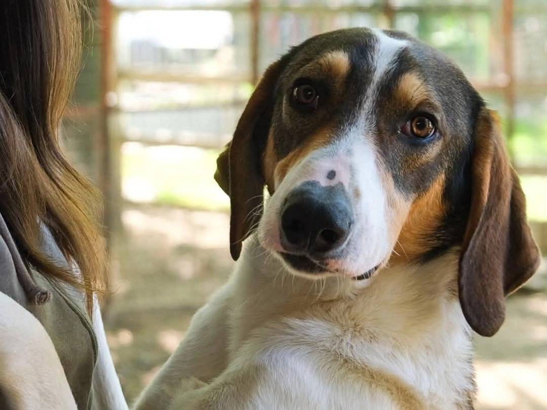 Adotta un cane, taglia grande, maschio, Torino