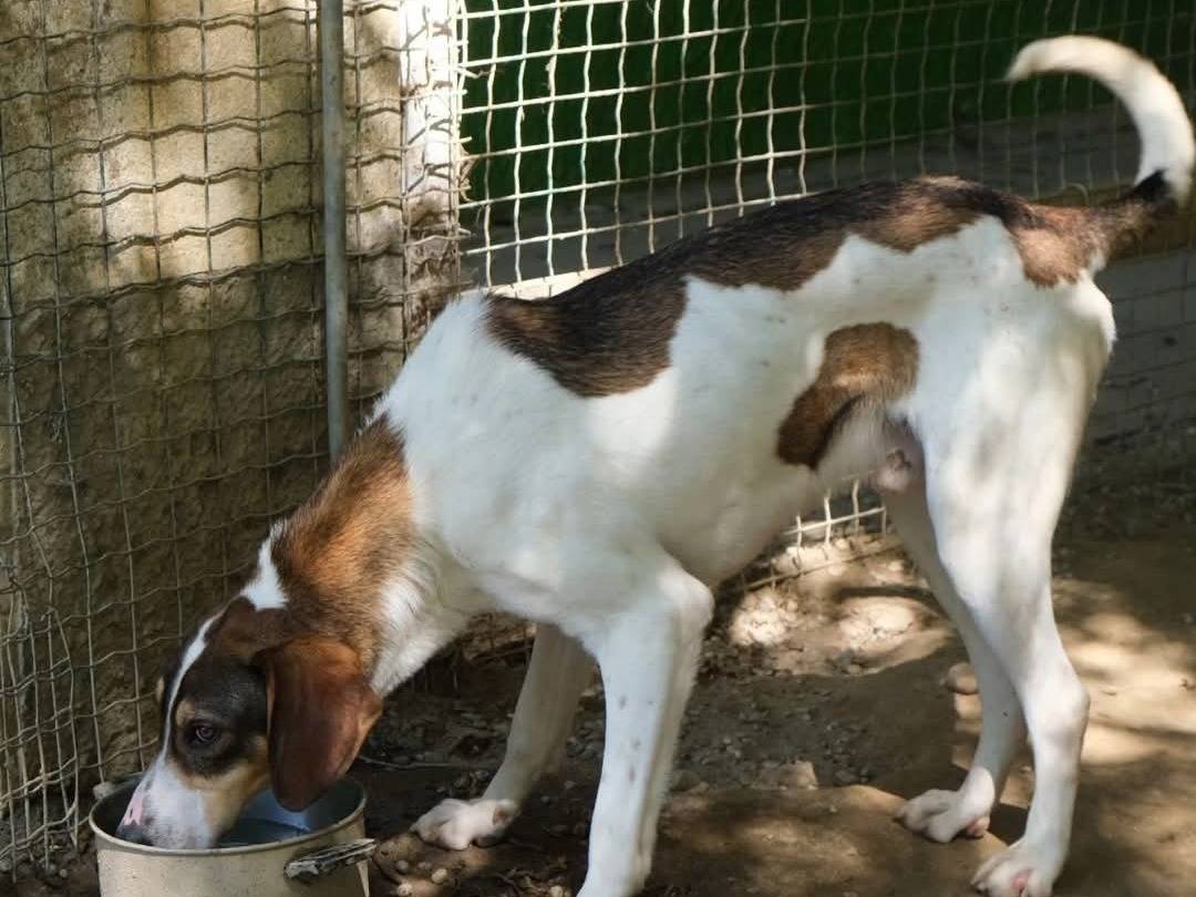 Vuoi adottare un cane a Torino?