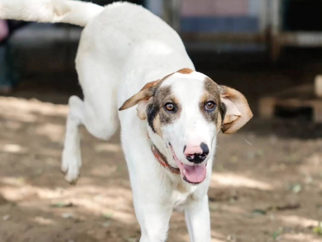Adotta un cane, taglia grande, maschio, Torino