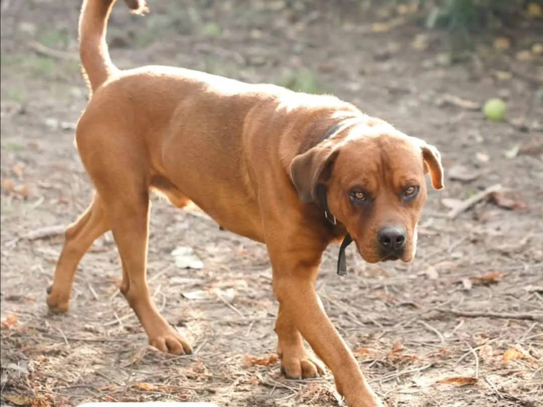 Adozione cane, maschio, Boxer Rottweiler, 2 anni , taglia gigante, Torino