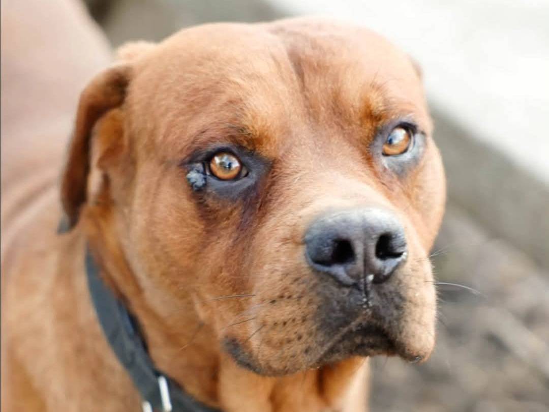 Adotta un cane, maschio, 2 anni , Torino