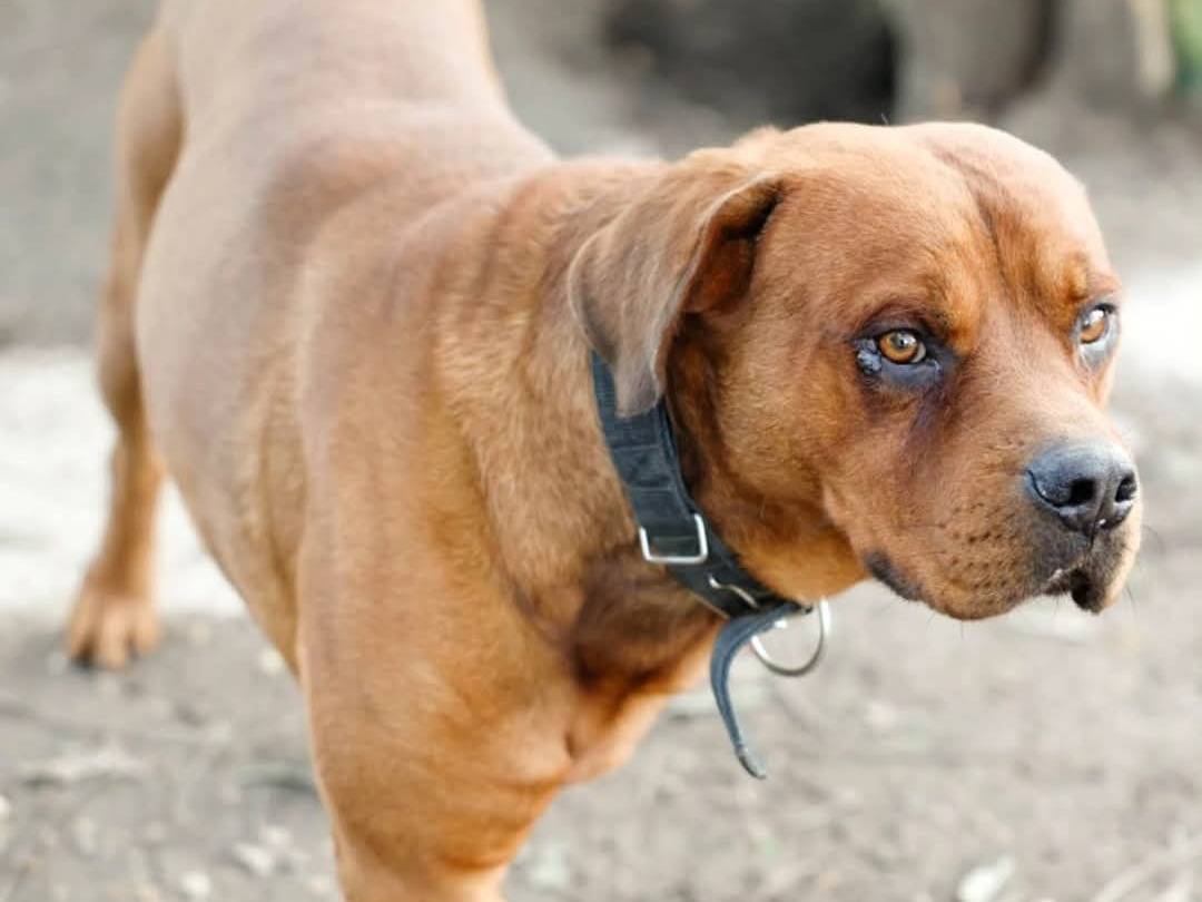 Adotta un cane, taglia gigante, maschio, Torino