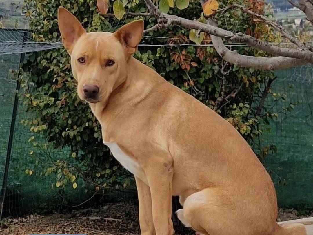 Adozione cane, maschio, Razza sconosciuta Razza sconosciuta, 2 anni  e 5 mesi , taglia media, Agrigento