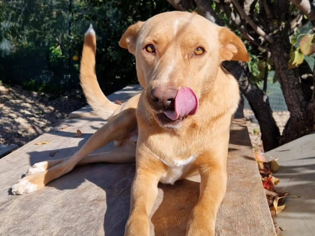 Adotta un cane, taglia media, maschio, Agrigento