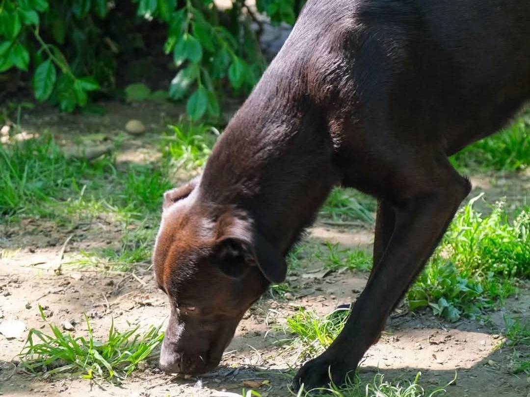 Vuoi adottare un cane a Torino?