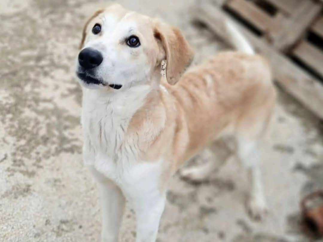 Foto dell'animale