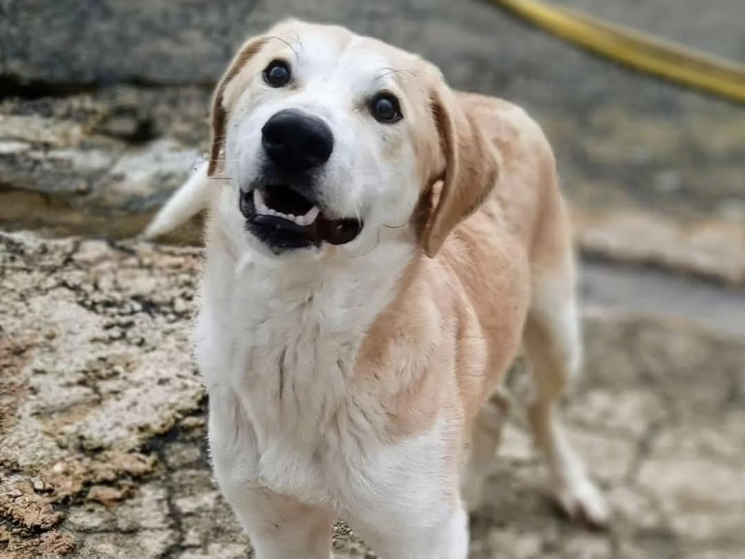Adotta un cane, maschio, 7 mesi, Torino