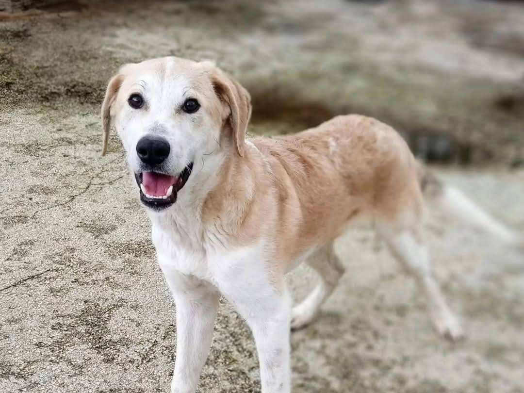 Adotta un cane, taglia media, maschio, Torino
