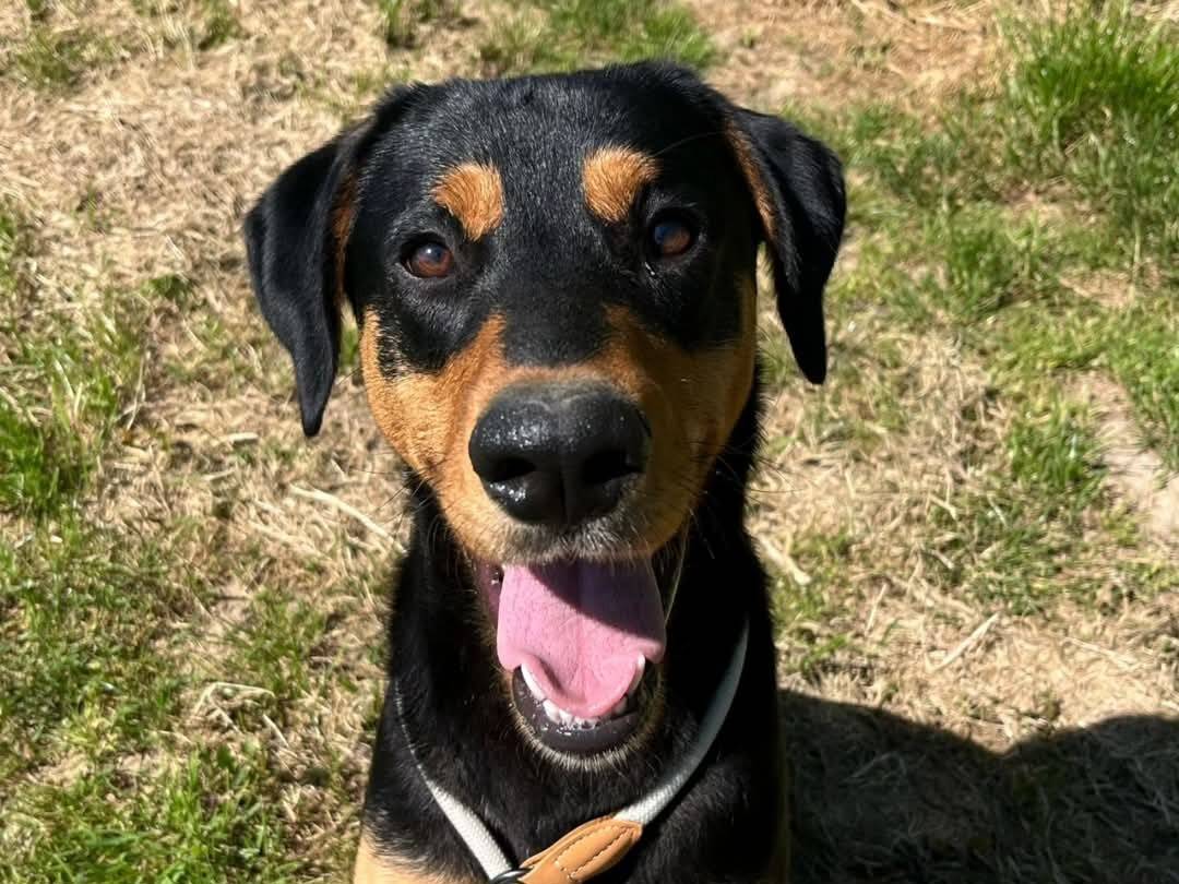 Adozione cane, maschio, Dobermann Razza sconosciuta, 9 mesi, taglia grande, Torino