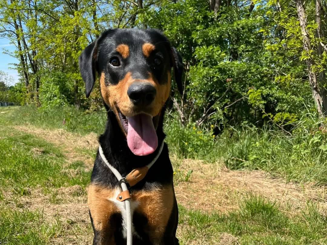Adotta un cane, maschio, 9 mesi, Torino