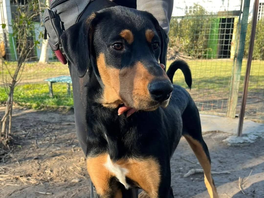 Adotta un cane, taglia grande, maschio, Torino