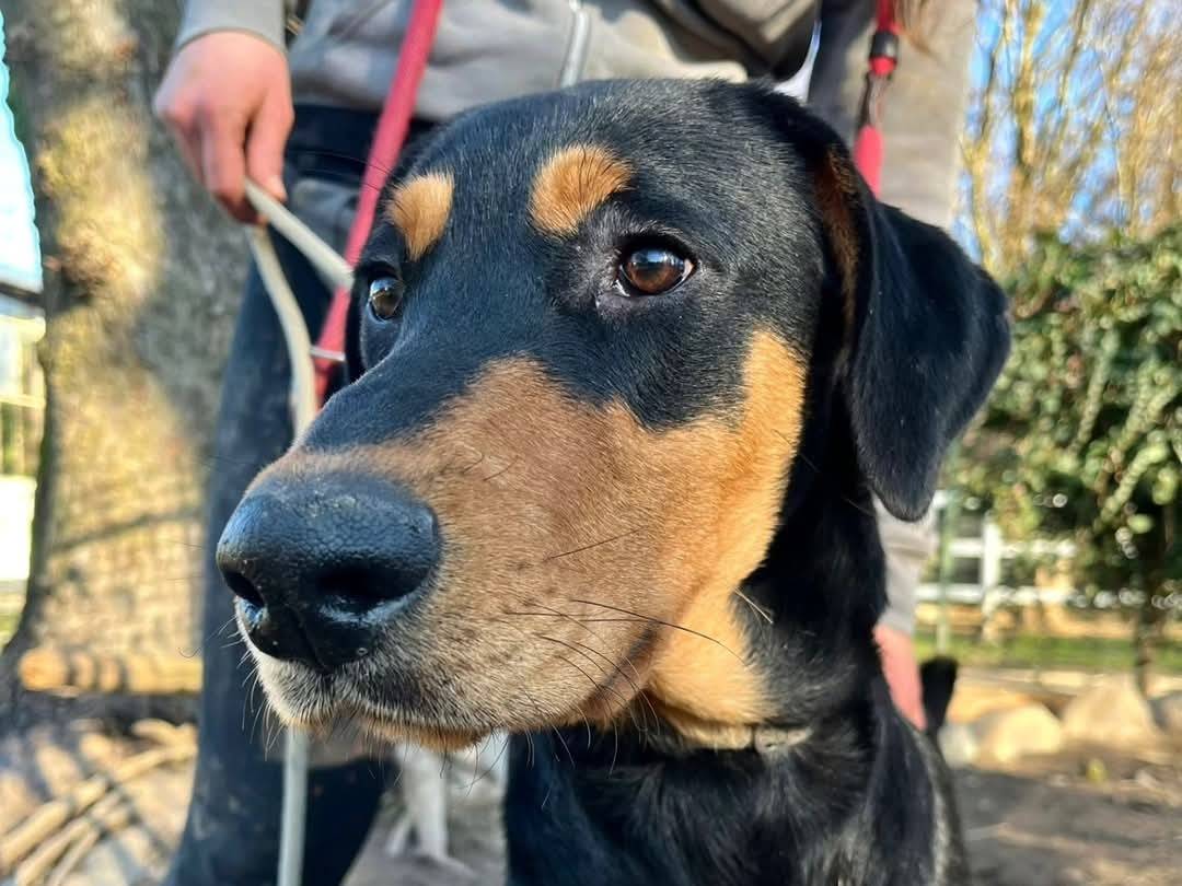 Vuoi adottare un cane a Torino?
