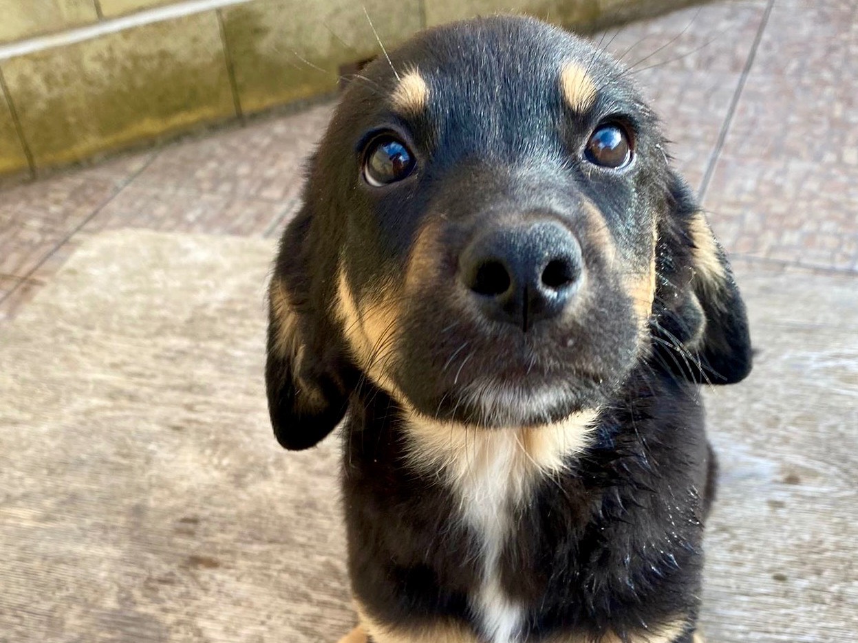 Adotta un cane, maschio, 3 mesi, Massa