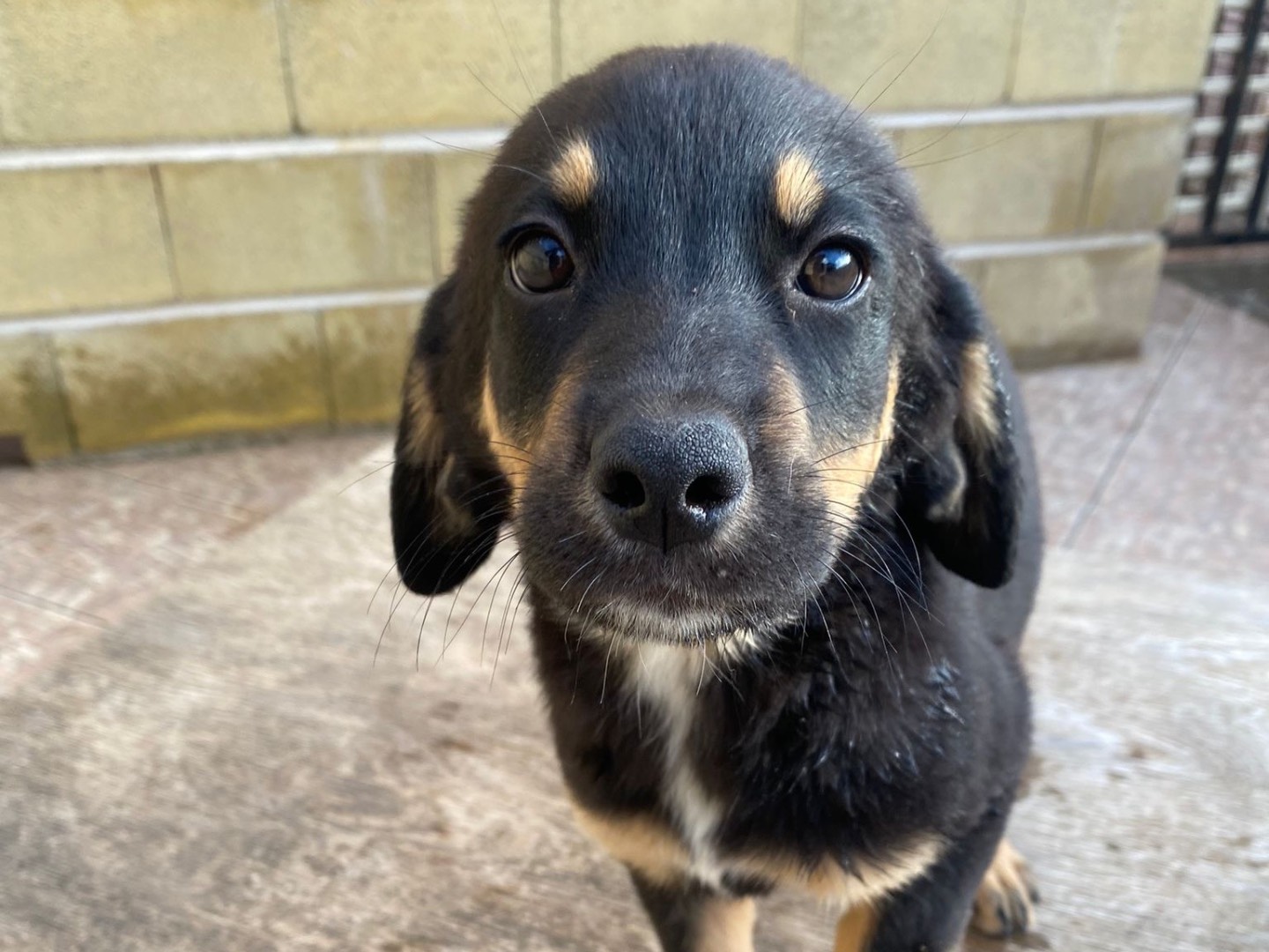Adotta un cane, taglia grande, maschio, Massa