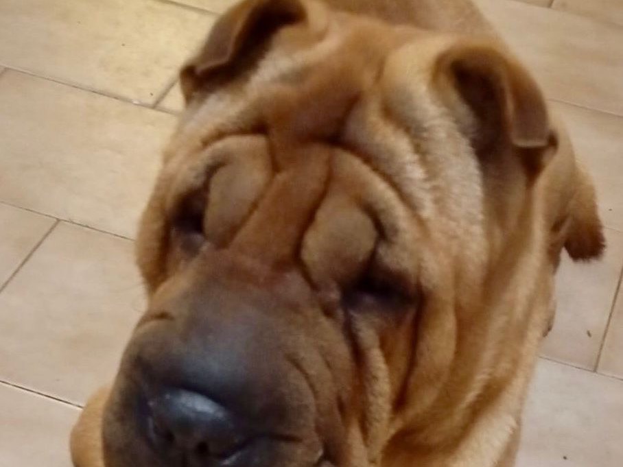 Adozione cane, maschio, Shar Pei Razza sconosciuta, 2 anni  e 3 mesi , taglia media, Milano